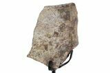 Fossil Theropod Rib Section w/ Metal Stand - Colorado #383244-1